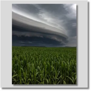 Cornfield Chase
